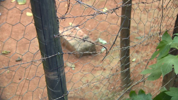 Foto: Reprodução/TV Gazeta