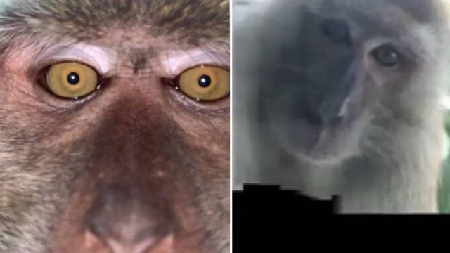 Macaco não tem direitos autorais sobre selfie, diz Justiça dos EUA