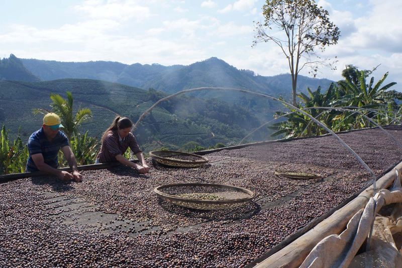 Sooretama poderá receber o título de Capital Nacional do Café