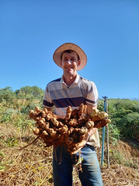 Produtores comemoram qualidade do gengibre, Nosso Campo